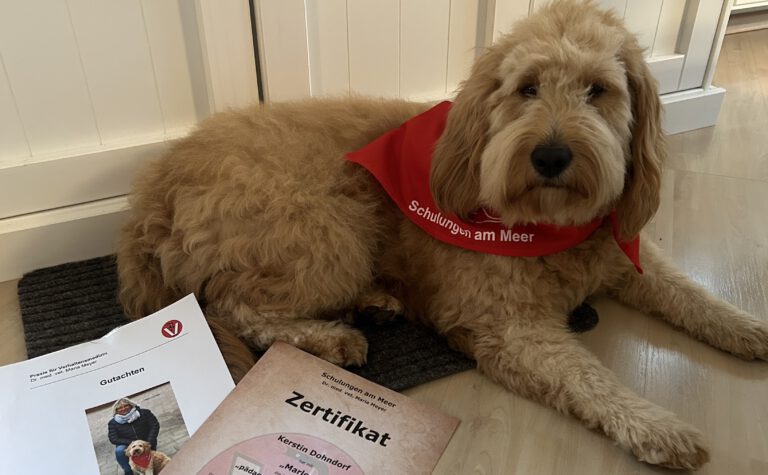 Unser Kita Hund „Marlou“