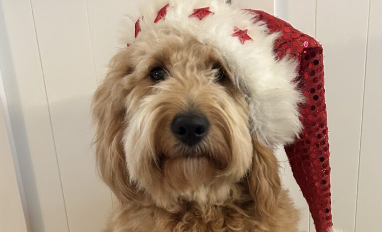 Weihnachtsgrüße aus der Insel